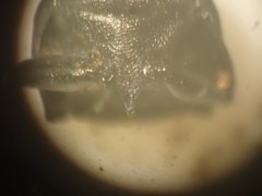 Agrilus suvorovi
