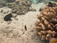 Dascyllus flavicaudus