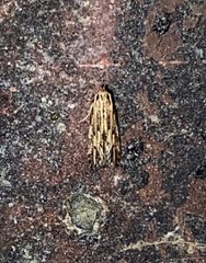 Spinitibia hodgesi