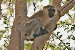 Chlorocebus pygerythrus