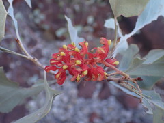Grevillea wickhamii