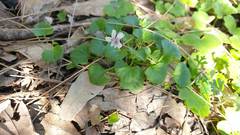 Viola silicestris