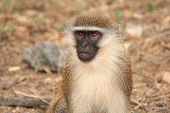 Chlorocebus pygerythrus