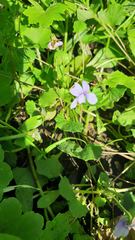 Viola silicestris