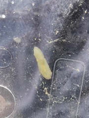 Leptoplana tremellaris