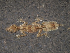 Saltuarius cornutus