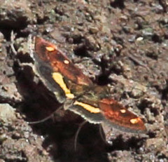 Pyrausta aurata