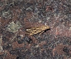 Spinitibia hodgesi
