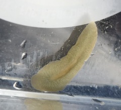 Leptoplana tremellaris