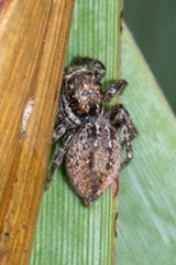 Jotus karllagerfeldi