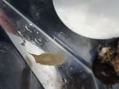 Leptoplana tremellaris