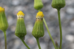 Senecio dubitabilis
