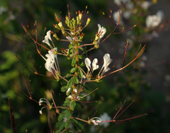 Cleome gynandra image