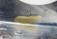 Leptoplana tremellaris