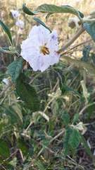 Solanum brownii