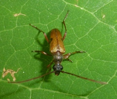 Lepturopsis biforis