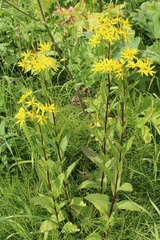 Senecio sarracenicus