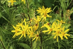 Senecio sarracenicus