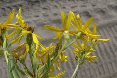 Senecio sarracenicus