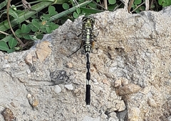 Orthetrum sabina
