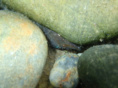 Lepadogaster lepadogaster