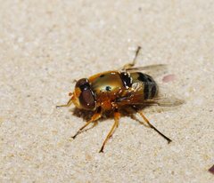 Austalis pulchella