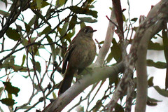 Drymodes brunneopygia