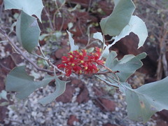 Grevillea wickhamii