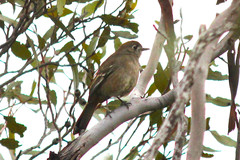 Drymodes brunneopygia