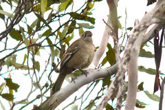 Drymodes brunneopygia