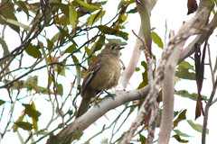 Drymodes brunneopygia