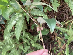 Dioscorea benthamii