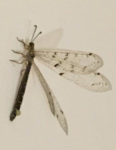 Distoleon tetragrammicus