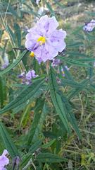 Solanum brownii