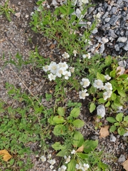 Achillea ptarmica