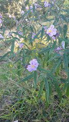 Solanum brownii