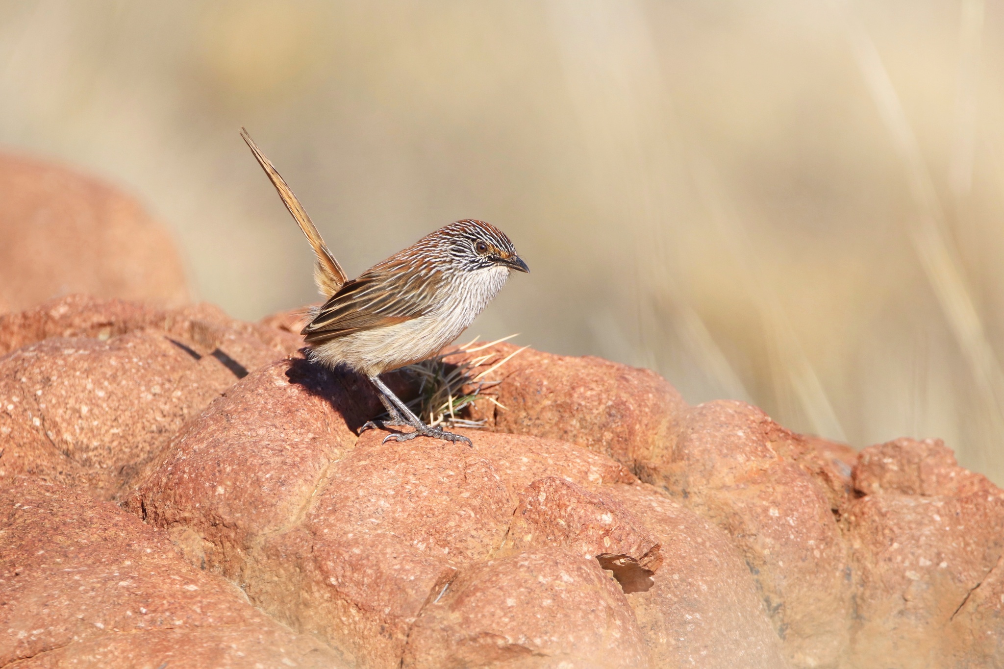 Short-tailed Grasswren illustration