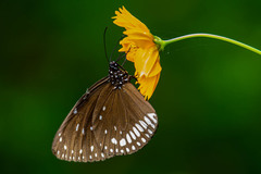 Euploea klugii