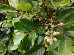 Aglaia rimosa