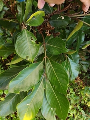 Aglaia rimosa