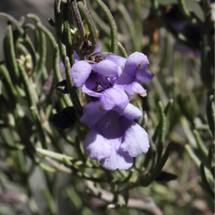 Prostanthera teretifolia