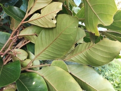 Aglaia rimosa