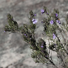 Prostanthera teretifolia