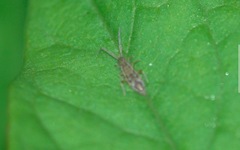 Entomobrya nivalis