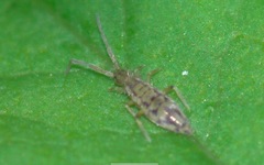 Entomobrya nivalis