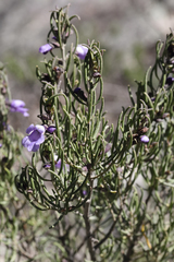 Prostanthera teretifolia