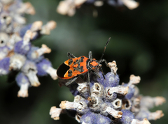 Corizus hyoscyami