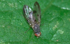 Palloptera umbellatarum