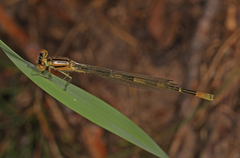 Enallagma durum