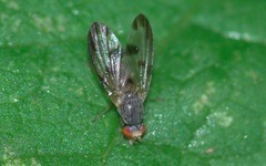 Palloptera umbellatarum